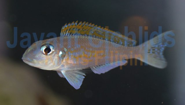 Xenotilapia flavipinnis Lepeli