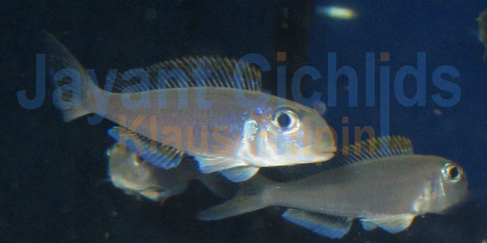 Xenotilapia flavipinnis Makola