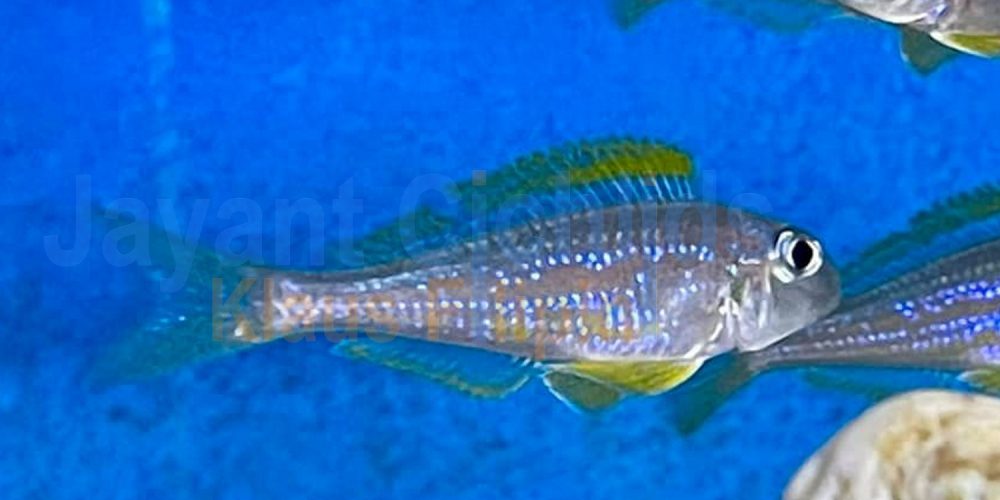 Xenotilapia flavipinnis crocodile island