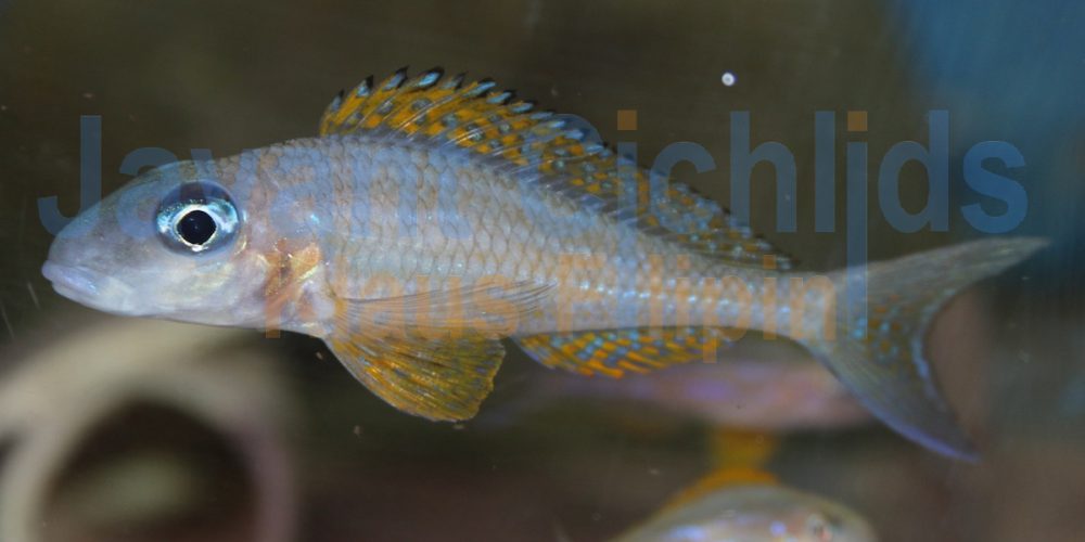 Xenotilapia papilio Kashenge