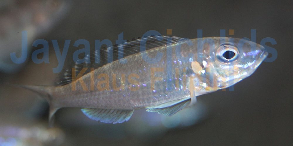 Xenotilapia tenuidentata