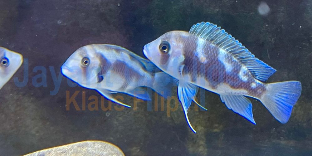 Cyphotilapia frontosa ’night star‘