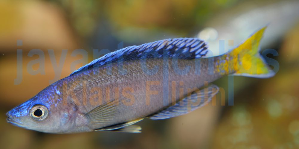 Cyprichromis leptosoma Mpulungu (blue neon)