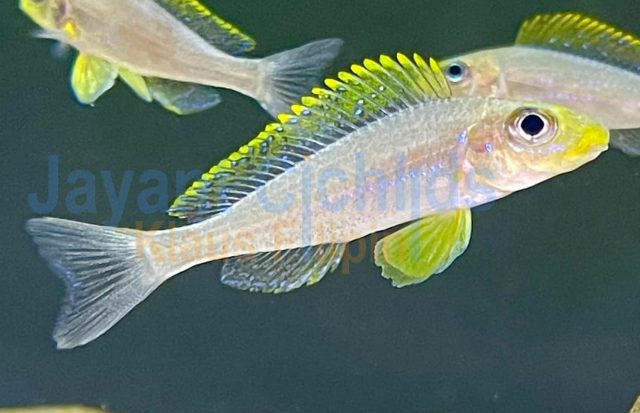 Xenotilapia papilio Chituta