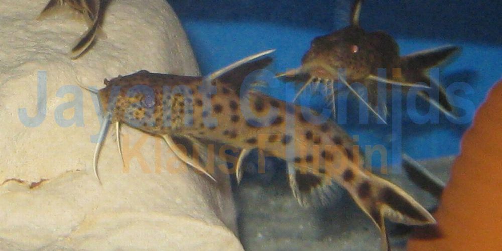 Synodontis petricola