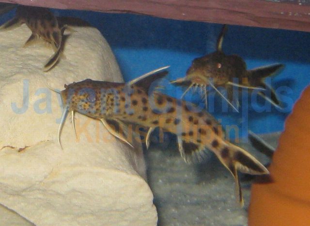 Synodontis petricola