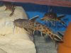 Synodontis petricola