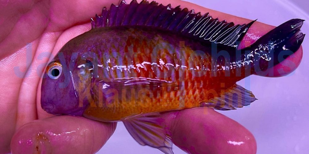 Tropheus moorii Bulu Point OB WF