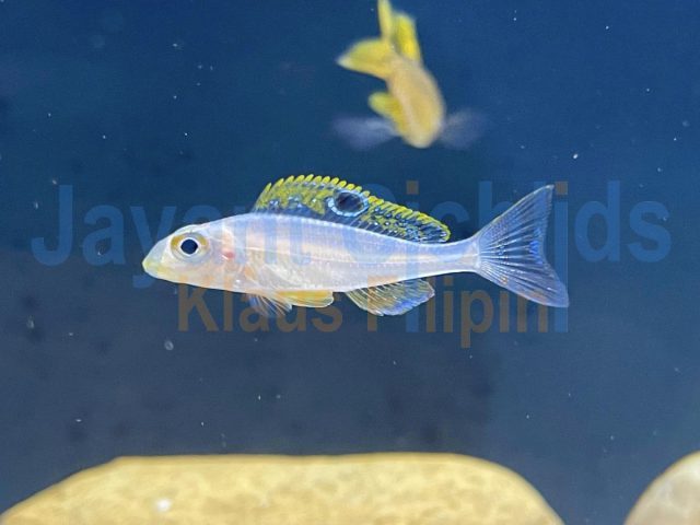 Xenotilapia papilio Kekese