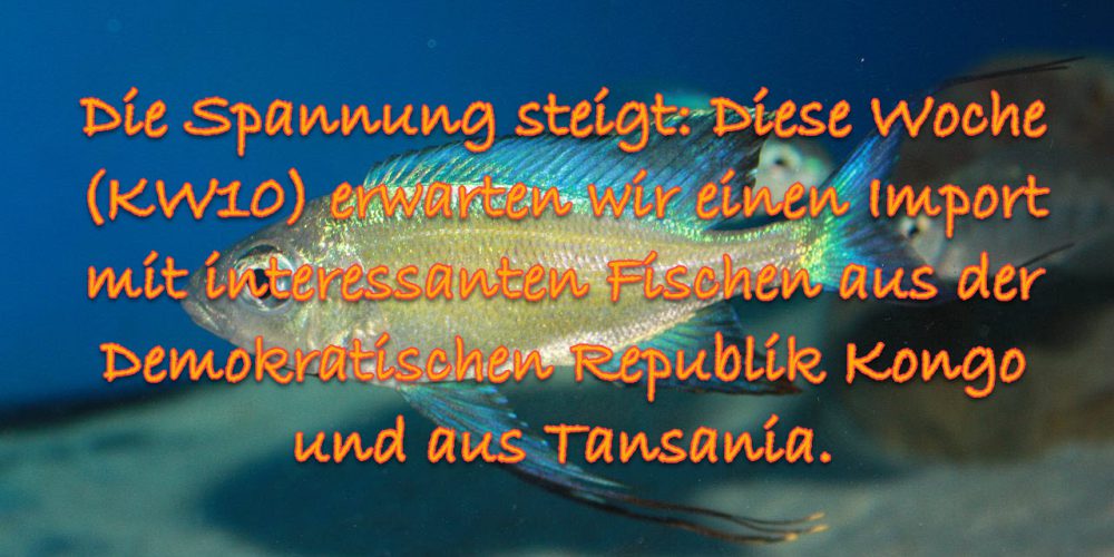 Die Spannung steigt: Diese Woche (KW10) erwarten wir einen Import mit interessanten Fischen aus der Demokratischen Republik Kongo und aus Tansania.