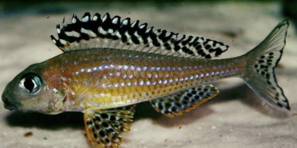 Xenotilapia papilio Tembwe