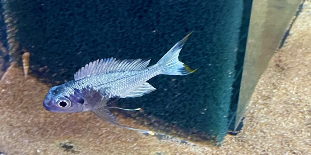 Opthalmotilapia Ventralis  Kalubamba