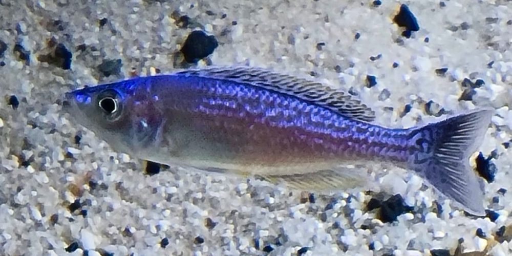 Cyprichromis leptosoma Kalambo  lodge