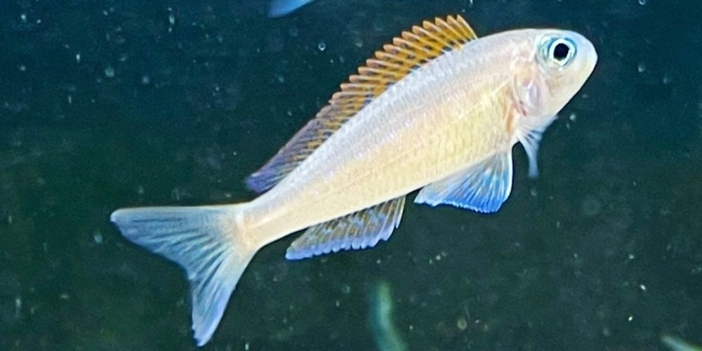 Xenotilapia flavipinnis Kiriza