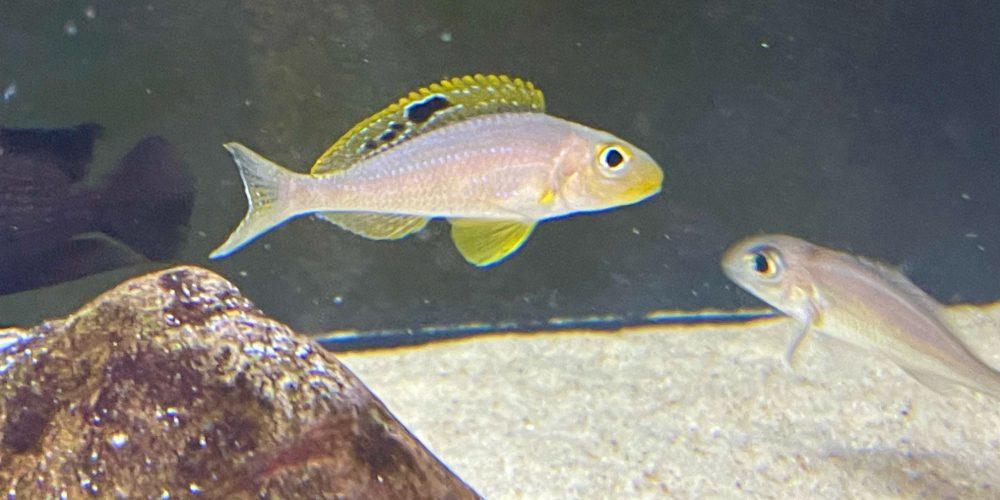 Xenotilapia papilio Ulwile