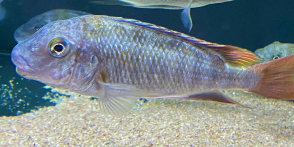 Petrochromis red  Texas  Kiriza wf