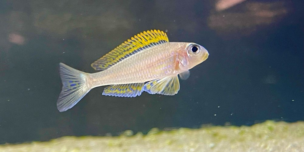 Xenotilapia flavipinnis Kiriza