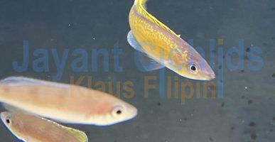 Cyprichromis Microlepidotus Bemba yellow