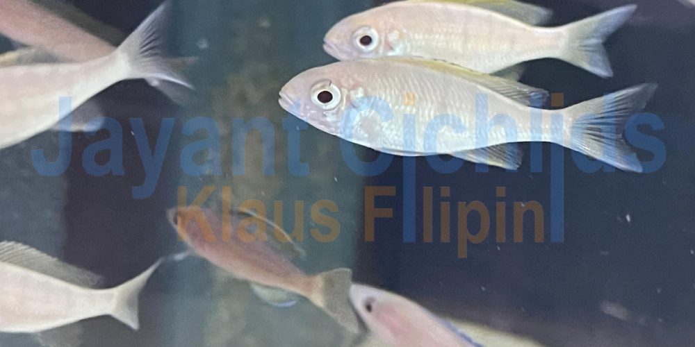 Ophthalmotilapia nasuta Albino