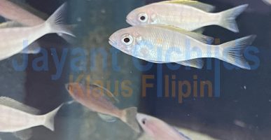 Ophthalmotilapia nasuta Albino