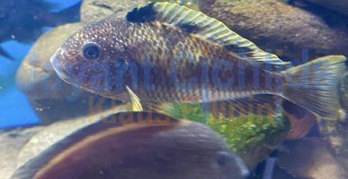 Tropheus moorii Murago