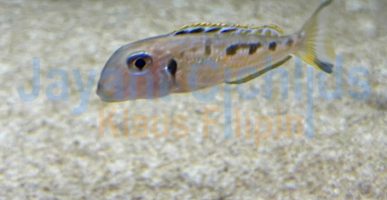 Xenotilapia ochrogenys Mzuri