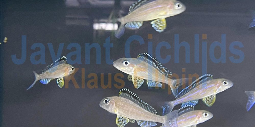 Xenotilapia papilio Tembwe