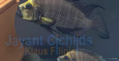 Altolamprologus compressiceps Gold Head WF