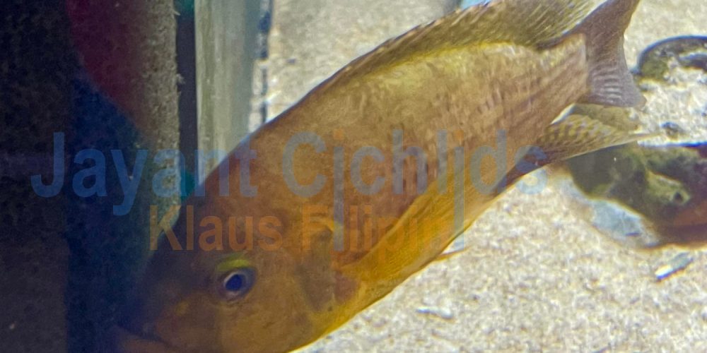 Ctenochromis benthicola