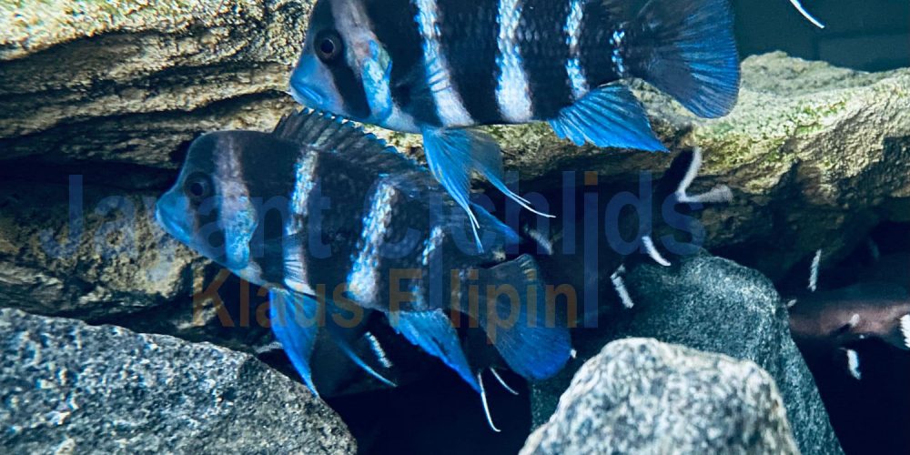 Cyphotilapia frontosa Kavalla