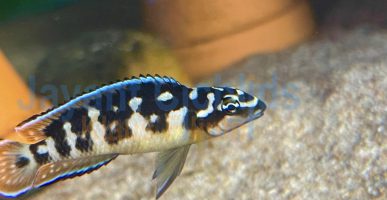 Julidochromis transcriptus Kissi