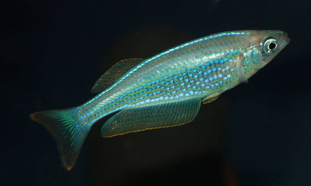 Lamprichthys tanganicanus