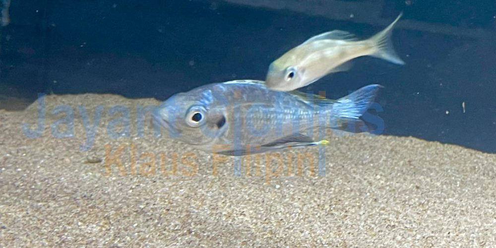 Ophthalmotilapia Ventralis Moba