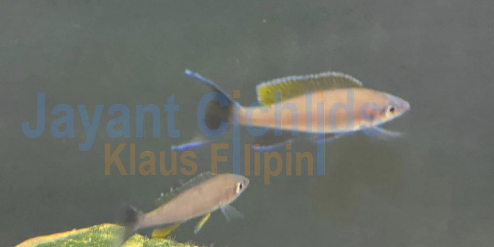 Paracyprichromis brieni Congo