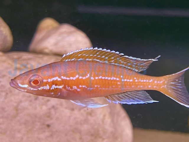 Paracyprichromis nigripinnis blue neon Albino