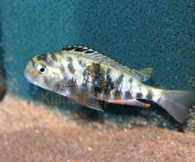 Simochromis babaulti Kekese OB