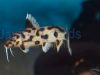 Synodontis polli white