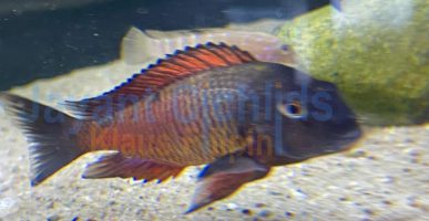 Tropheus moorii Moliro