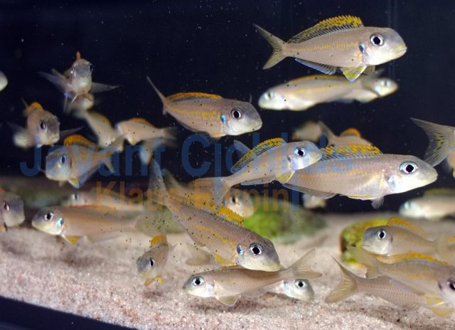 Xenotilapia flavipinnis Nyanza lac