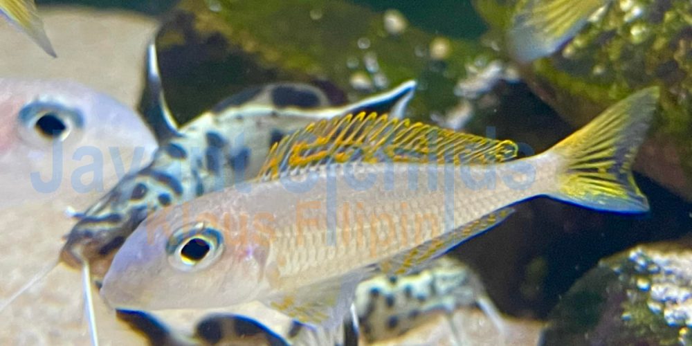 Xenotilapia flavipinnis Kiriza