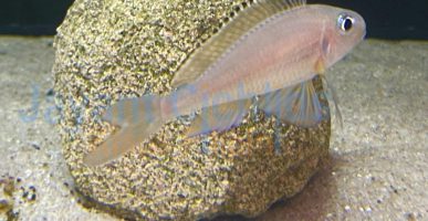 Xenotilapia sp. fluorescent green