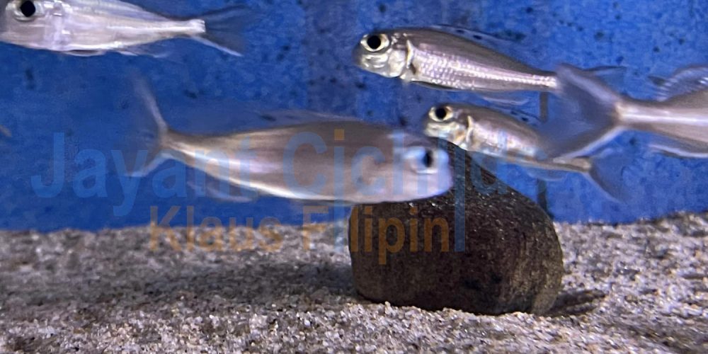 Xenotilapia ornatipinis Burundi