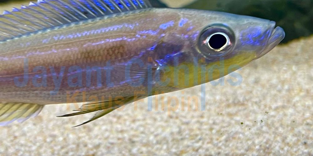 Benthochromis tricoti