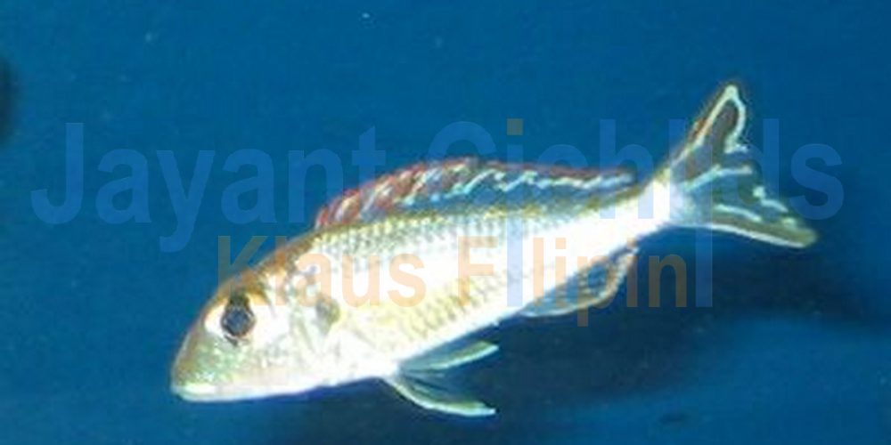 Callochromis sp. ‚pleurospilus Tanzania‘