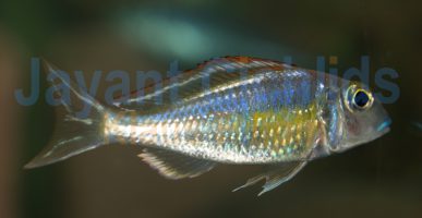 Callochromis pleurospilus Ujiji