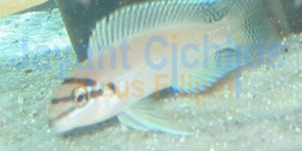 Chalinochromis brichardi