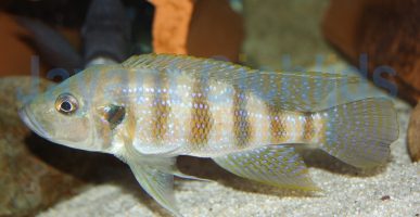 Greenwoodochromis christyi