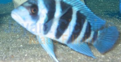 Cyphotilapia frontosa Blue Zaire