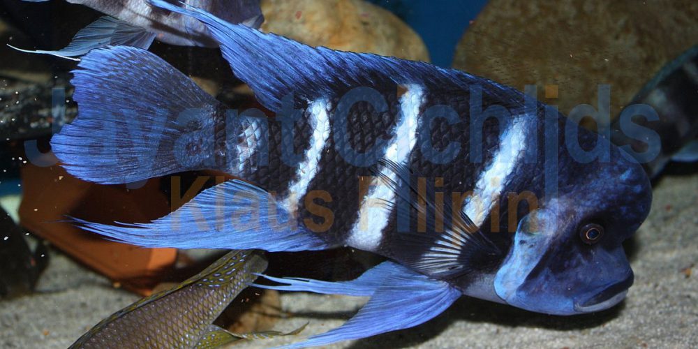 Cyphotilapia frontosa Mpimbwe Blue