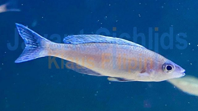 Cyprichromis leptosoma Blue Flash chituta